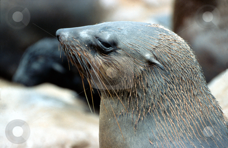 To use this stock image in your creative project, please select the size you need over to the right and click the "Add to Cart" button.
Your downloaded image will come with the Cutcaster watermark removed so don’t worry about the watermark you see on this page. Seal, Cape Cross, Namibia stock photo, Seal, Cape Cross, Namibia by Sigrid Wittmann