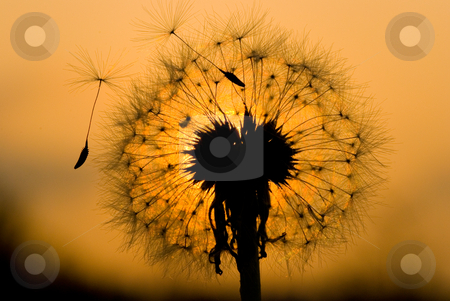 To use this stock image in your creative project, please select the size you need over to the right and click the "Add to Cart" button.
Your downloaded image will come with the Cutcaster watermark removed so don’t worry about the watermark you see on this page. Dandelion in peaceful evening stock photo, Dandelion seed start to fly under sunset by Lawren