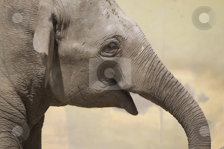 To use this stock image in your creative project, please select the size you need over to the right and click the "Add to Cart" button.
Your downloaded image will come with the Cutcaster watermark removed so don’t worry about the watermark you see on this page. Elephant Portrait stock photo, Portrait of an elephant by Inge Schepers