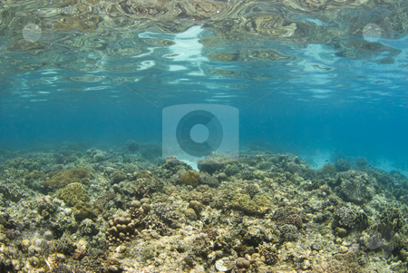 To use this stock image in your creative project, please select the size you need over to the right and click the "Add to Cart" button.
Your downloaded image will come with the Cutcaster watermark removed so don’t worry about the watermark you see on this page. Philippines Reefscape stock photo, Background image of a shallow coral reef in the philippines; with the ocean floor reflecting off the water's surface. by A Cotton Photo