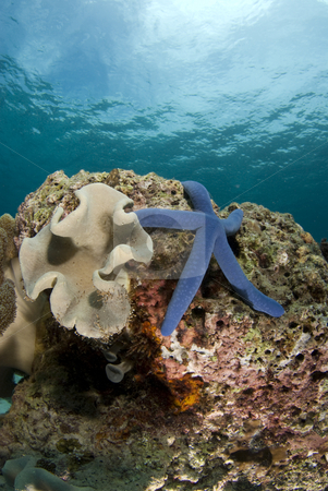 To use this stock image in your creative project, please select the size you need over to the right and click the "Add to Cart" button.
Your downloaded image will come with the Cutcaster watermark removed so don’t worry about the watermark you see on this page. Sea Star and Coralhead Portrait stock photo, Blue Sea Star (Linckia laevigata) on a coral head underwater with the partly cloudy sky visible above the water's surface. by A Cotton Photo