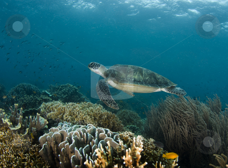 To use this stock image in your creative project, please select the size you need over to the right and click the "Add to Cart" button.
Your downloaded image will come with the Cutcaster watermark removed so don’t worry about the watermark you see on this page. Swimming Turtle Reefscape stock photo, A Green Sea Turtle (Chelonia mydas) swims along a Philippine reef with the ripples from the ocean surface above by A Cotton Photo