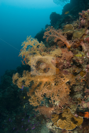 To use this stock image in your creative project, please select the size you need over to the right and click the "Add to Cart" button.
Your downloaded image will come with the Cutcaster watermark removed so don’t worry about the watermark you see on this page. Orange Soft Coral Philippines stock photo, Orange Soft Corals grow off the wall under the ocean in the Philippines. by A Cotton Photo