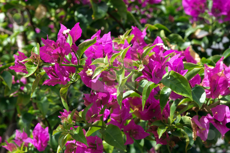 To use this stock image in your creative project, please select the size you need over to the right and click the "Add to Cart" button.
Your downloaded image will come with the Cutcaster watermark removed so don’t worry about the watermark you see on this page. Purple flowering bougainvilla vine stock photo, A colorful purple flowering bougainvilla vine by Jill Reid
