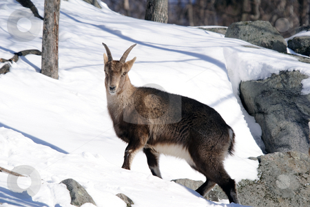 To use this stock image in your creative project, please select the size you need over to the right and click the "Add to Cart" button.
Your downloaded image will come with the Cutcaster watermark removed so don’t worry about the watermark you see on this page. Alpine Ibex stock photo, Alpine Ibex in Winter by Alain Turgeon
