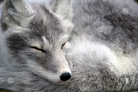 To use this stock image in your creative project, please select the size you need over to the right and click the "Add to Cart" button.
Your downloaded image will come with the Cutcaster watermark removed so don’t worry about the watermark you see on this page. Arctic Fox stock photo, Close-up portrait of an Arctic Fox while he is sleeping by Alain Turgeon