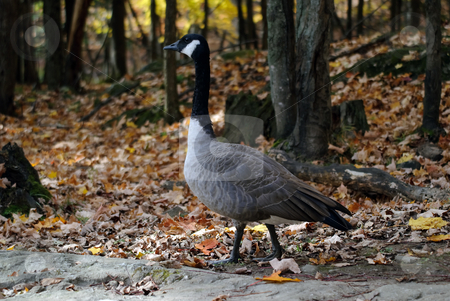 To use this stock image in your creative project, please select the size you need over to the right and click the "Add to Cart" button.
Your downloaded image will come with the Cutcaster watermark removed so don’t worry about the watermark you see on this page. Canada Goose stock photo, Picture of a Canada Goose in a forest in Autumn by Alain Turgeon