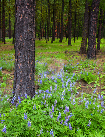 To use this stock image in your creative project, please select the size you need over to the right and click the "Add to Cart" button.
Your downloaded image will come with the Cutcaster watermark removed so don’t worry about the watermark you see on this page. Lupine Forest stock photo, Lupine blankets the forest floor in Washington Cascades by Mike Dawson
