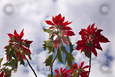 To use this stock image in your creative project, please select the size you need over to the right and click the "Add to Cart" button.
Your downloaded image will come with the Cutcaster watermark removed so don’t worry about the watermark you see on this page. Red Poinsettia Tree Against Blue Sky Morelia Mexico stock photo, Red Poinsettia Tree Against Blue Sky Morelia Mexico. Poinsettias in their natural setting in Mexico grow like trees. by William Perry