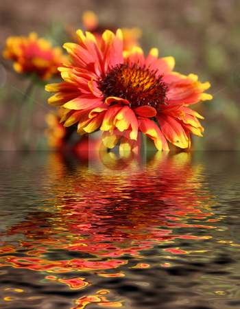 To use this stock image in your creative project, please select the size you need over to the right and click the "Add to Cart" button.
Your downloaded image will come with the Cutcaster watermark removed so don’t worry about the watermark you see on this page. Flower reflection stock photo, Flower reflection by Minka Ruskova-Stefanova