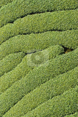 To use this stock image in your creative project, please select the size you need over to the right and click the "Add to Cart" button.
Your downloaded image will come with the Cutcaster watermark removed so don’t worry about the watermark you see on this page. Rows of tea tree stock photo, Rows of tea tree, Asia by Lawren