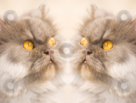 To use this stock image in your creative project, please select the size you need over to the right and click the "Add to Cart" button.
Your downloaded image will come with the Cutcaster watermark removed so don’t worry about the watermark you see on this page. Concentrate cat stock photo, Two Concentrate cat, face to face by Lawren