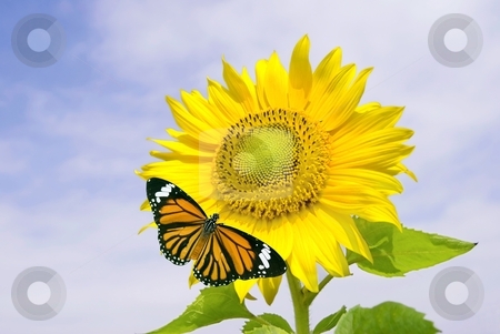 To use this stock image in your creative project, please select the size you need over to the right and click the "Add to Cart" button.
Your downloaded image will come with the Cutcaster watermark removed so don’t worry about the watermark you see on this page. Sunflower and orange butterfly stock photo, Sunflower and orange butterfly under cloudy blue sky by Lawren