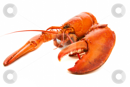 To use this stock image in your creative project, please select the size you need over to the right and click the "Add to Cart" button.
Your downloaded image will come with the Cutcaster watermark removed so don’t worry about the watermark you see on this page. Lobster cooked stock photo, Large red lobster on a white background by Steve Mcsweeny