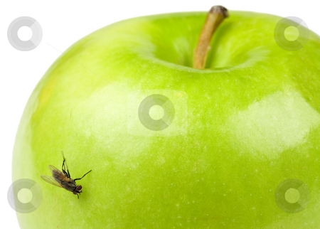 To use this stock image in your creative project, please select the size you need over to the right and click the "Add to Cart" button.
Your downloaded image will come with the Cutcaster watermark removed so don’t worry about the watermark you see on this page. Apple and Fly stock photo, A green apple with a fly on it by Patrick Noonan