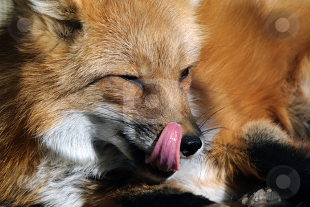 To use this stock image in your creative project, please select the size you need over to the right and click the "Add to Cart" button.
Your downloaded image will come with the Cutcaster watermark removed so don’t worry about the watermark you see on this page. Red Fox Portrait stock photo, Close-up portrait of a beautiful wild Red Fox by Alain Turgeon