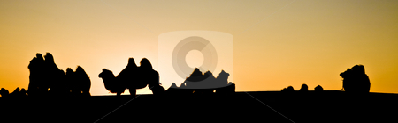 To use this stock image in your creative project, please select the size you need over to the right and click the "Add to Cart" button.
Your downloaded image will come with the Cutcaster watermark removed so don’t worry about the watermark you see on this page. Camel herd stock photo, A camel herd contour at dusk resting by Mircea Struteanu