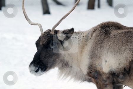 To use this stock image in your creative project, please select the size you need over to the right and click the "Add to Cart" button.
Your downloaded image will come with the Cutcaster watermark removed so don’t worry about the watermark you see on this page. Reindeer stock photo, Close-up portrait of a reindeer on a cold Winter day by Alain Turgeon
