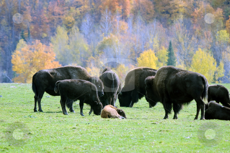 To use this stock image in your creative project, please select the size you need over to the right and click the "Add to Cart" button.
Your downloaded image will come with the Cutcaster watermark removed so don’t worry about the watermark you see on this page. Bison herd stock photo, Picture of a small bison herd in the Fall season by Alain Turgeon