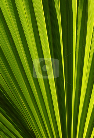 To use this stock image in your creative project, please select the size you need over to the right and click the "Add to Cart" button.
Your downloaded image will come with the Cutcaster watermark removed so don’t worry about the watermark you see on this page. Striped green leaf natural abstract background. stock photo, Striped green leaf natural abstract background. by Stephen Rees