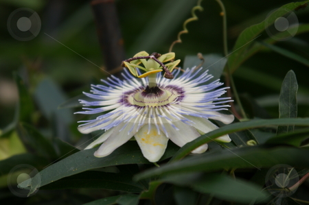 To use this stock image in your creative project, please select the size you need over to the right and click the "Add to Cart" button.
Your downloaded image will come with the Cutcaster watermark removed so don’t worry about the watermark you see on this page. Bloom of the blue passion flower stock photo, Bl???te der blauen Passionsblume (Passiflora caerulea) / Bloom of the blue passion flower by Thomas K?