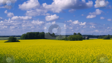 To use this stock image in your creative project, please select the size you need over to the right and click the "Add to Cart" button.
Your downloaded image will come with the Cutcaster watermark removed so don’t worry about the watermark you see on this page. Wide open countryside stock photo, A beautiful rural landscape against a blue cloudy sky by Alessandro Rizzolli