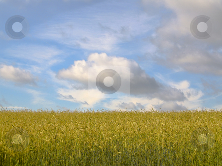 To use this stock image in your creative project, please select the size you need over to the right and click the "Add to Cart" button.
Your downloaded image will come with the Cutcaster watermark removed so don’t worry about the watermark you see on this page. Corn field against the blue sky stock photo, Shot of the rural landscape of South East Estonia by Alessandro Rizzolli