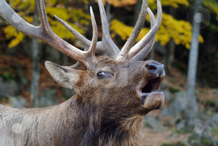To use this stock image in your creative project, please select the size you need over to the right and click the "Add to Cart" button.
Your downloaded image will come with the Cutcaster watermark removed so don’t worry about the watermark you see on this page. Wapiti stock photo, Close-up portrait a a Wapiti in the Autumn season by Alain Turgeon