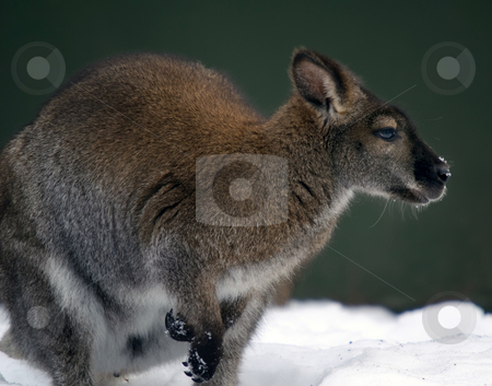 To use this stock image in your creative project, please select the size you need over to the right and click the "Add to Cart" button.
Your downloaded image will come with the Cutcaster watermark removed so don’t worry about the watermark you see on this page. Kangaroo in the snow stock photo, Picture of a Kangaroo in a snowy environment by Alain Turgeon