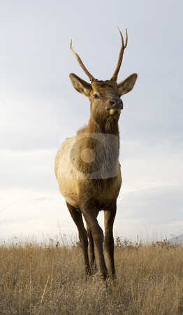 To use this stock image in your creative project, please select the size you need over to the right and click the "Add to Cart" button.
Your downloaded image will come with the Cutcaster watermark removed so don’t worry about the watermark you see on this page. Young Male Elk with Horns Standing Close Up National Bison Range stock photo, Young Male Elk with Horns Standing National Bison Range Charlo Montana by William Perry