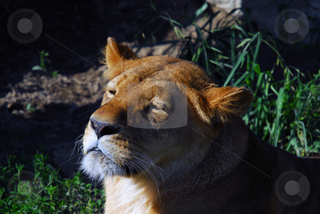 To use this stock image in your creative project, please select the size you need over to the right and click the "Add to Cart" button.
Your downloaded image will come with the Cutcaster watermark removed so don’t worry about the watermark you see on this page. Female lion stock photo, Close up portrait of a female lion by Alain Turgeon