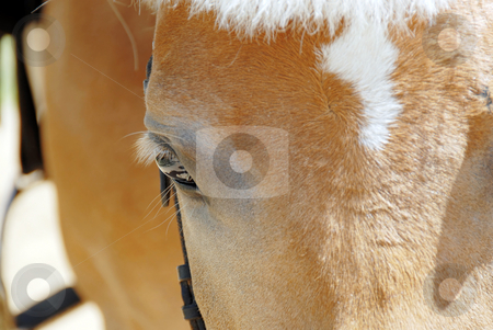 To use this stock image in your creative project, please select the size you need over to the right and click the "Add to Cart" button.
Your downloaded image will come with the Cutcaster watermark removed so don’t worry about the watermark you see on this page. Horse eye closeup stock photo, Brown horse eye with eyelashes side view closeup by Julija Sapic
