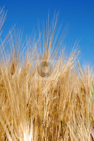 To use this stock image in your creative project, please select the size you need over to the right and click the "Add to Cart" button.
Your downloaded image will come with the Cutcaster watermark removed so don’t worry about the watermark you see on this page. Wheat ears stock photo, Yellow wheat filed over blue sky background by Julija Sapic