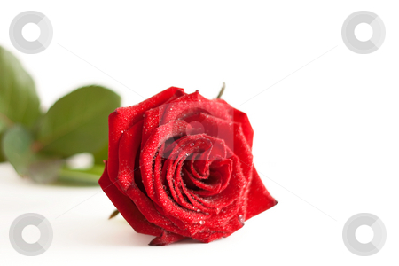 To use this stock image in your creative project, please select the size you need over to the right and click the "Add to Cart" button.
Your downloaded image will come with the Cutcaster watermark removed so don’t worry about the watermark you see on this page. A red rose with water drops stock photo, A red rose with water drops isolated on white background by Alexander Zschach