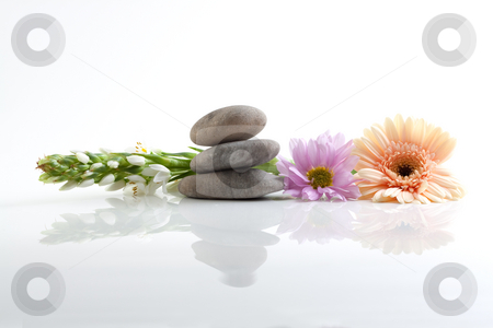 To use this stock image in your creative project, please select the size you need over to the right and click the "Add to Cart" button.
Your downloaded image will come with the Cutcaster watermark removed so don’t worry about the watermark you see on this page. Flowers and stones - spa theme stock photo, A spa theme still life with river stones and flowers, isolated on white with reflections by Alexander Zschach