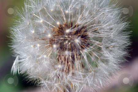 To use this stock image in your creative project, please select the size you need over to the right and click the "Add to Cart" button.
Your downloaded image will come with the Cutcaster watermark removed so don’t worry about the watermark you see on this page. Dandelion stock photo, Closeup picture of a dandelion or taraxacum in bloom by Alain Turgeon