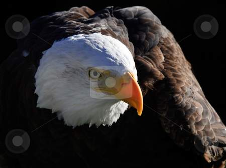 To use this stock image in your creative project, please select the size you need over to the right and click the "Add to Cart" button.
Your downloaded image will come with the Cutcaster watermark removed so don’t worry about the watermark you see on this page. Bald Eagle stock photo, Close-up portrait of an American Bald Eagle on a sunny day by Alain Turgeon