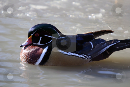 To use this stock image in your creative project, please select the size you need over to the right and click the "Add to Cart" button.
Your downloaded image will come with the Cutcaster watermark removed so don’t worry about the watermark you see on this page. Wood Duck stock photo, Picture of a beautiful Wood Duck swimming in a pond by Alain Turgeon