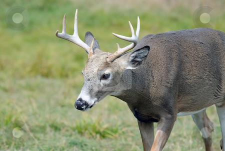 To use this stock image in your creative project, please select the size you need over to the right and click the "Add to Cart" button.
Your downloaded image will come with the Cutcaster watermark removed so don’t worry about the watermark you see on this page. Whitetail deer stock photo, Portrait of a nice youg whitetail buck by Alain Turgeon