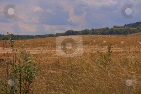 To use this stock image in your creative project, please select the size you need over to the right and click the "Add to Cart" button.
Your downloaded image will come with the Cutcaster watermark removed so don’t worry about the watermark you see on this page. Agricultural plains stock photo, Agricultural plains with cloudy sky by Minka Ruskova-Stefanova