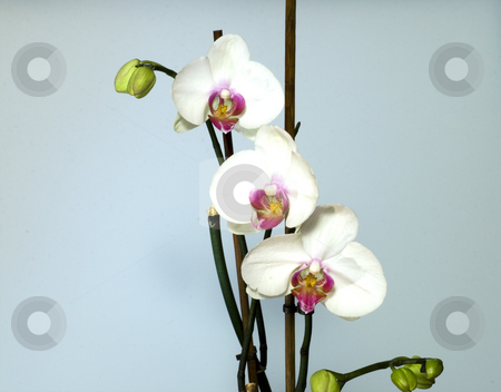 To use this stock image in your creative project, please select the size you need over to the right and click the "Add to Cart" button.
Your downloaded image will come with the Cutcaster watermark removed so don’t worry about the watermark you see on this page. Orchids stock photo, Three orchids in order, light blue background by Fabio Alcini