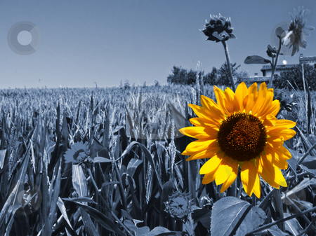 To use this stock image in your creative project, please select the size you need over to the right and click the "Add to Cart" button.
Your downloaded image will come with the Cutcaster watermark removed so don’t worry about the watermark you see on this page. Sunflower stock photo, Landscape with a gorgeous sunflower over a field by Fabio Alcini