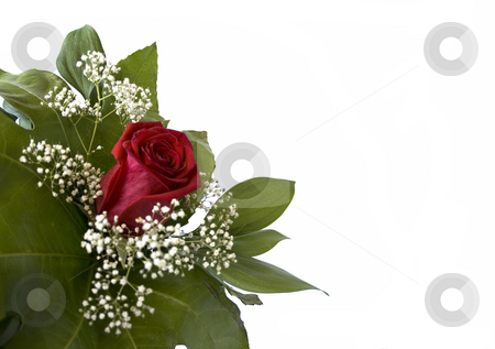 To use this stock image in your creative project, please select the size you need over to the right and click the "Add to Cart" button.
Your downloaded image will come with the Cutcaster watermark removed so don’t worry about the watermark you see on this page. Rose stock photo, Bouquet with one rose and little white flowers by Minka Ruskova-Stefanova