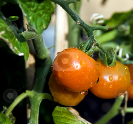 To use this stock image in your creative project, please select the size you need over to the right and click the "Add to Cart" button.
Your downloaded image will come with the Cutcaster watermark removed so don’t worry about the watermark you see on this page. Tomatoes stock photo, Natural wet cherry tomatoes growing outside by Chris Willemsen