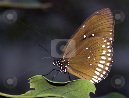 To use this stock image in your creative project, please select the size you need over to the right and click the "Add to Cart" button.
Your downloaded image will come with the Cutcaster watermark removed so don’t worry about the watermark you see on this page. Butterfly stock photo, Butterfly on a green leaf in the butterfly garden by Chris Willemsen