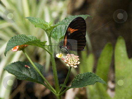 To use this stock image in your creative project, please select the size you need over to the right and click the "Add to Cart" button.
Your downloaded image will come with the Cutcaster watermark removed so don’t worry about the watermark you see on this page. Butterfly stock photo, Beautiful butterfly on a green leaf in the butterfly garden by Chris Willemsen