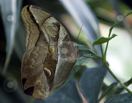 To use this stock image in your creative project, please select the size you need over to the right and click the "Add to Cart" button.
Your downloaded image will come with the Cutcaster watermark removed so don’t worry about the watermark you see on this page. Butterfly stock photo, Beautiful owl butterfly on a leaf in the butterfly garden by Chris Willemsen