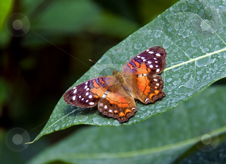 To use this stock image in your creative project, please select the size you need over to the right and click the "Add to Cart" button.
Your downloaded image will come with the Cutcaster watermark removed so don’t worry about the watermark you see on this page. Butterfly stock photo, Beautiful butterfly on a green leaf in the butterfly garden by Chris Willemsen