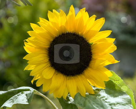 To use this stock image in your creative project, please select the size you need over to the right and click the "Add to Cart" button.
Your downloaded image will come with the Cutcaster watermark removed so don’t worry about the watermark you see on this page. Sunflower stock photo, Yellow sunflower in a garden in holland, in the sun by Chris Willemsen