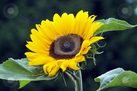 To use this stock image in your creative project, please select the size you need over to the right and click the "Add to Cart" button.
Your downloaded image will come with the Cutcaster watermark removed so don’t worry about the watermark you see on this page. Sunflower stock photo, Sunflower as a background with green leafs by Chris Willemsen